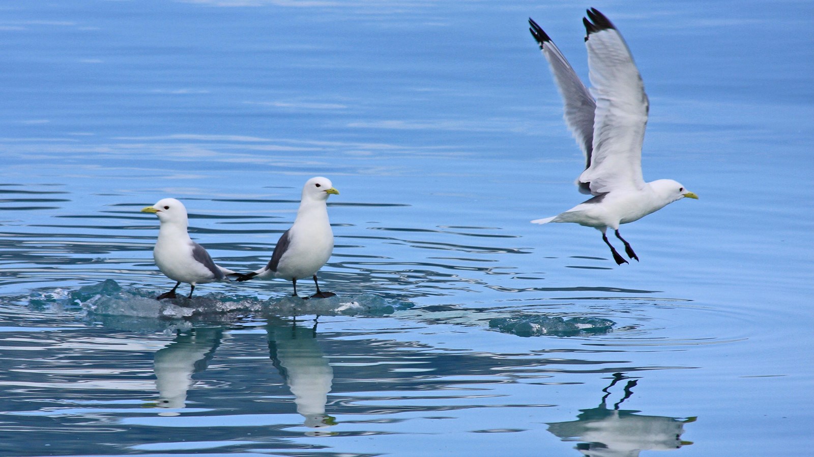 3 black-legged kittiwakes, 2 stand on a floating ice chunk in reflective water, the 3rd flies away.