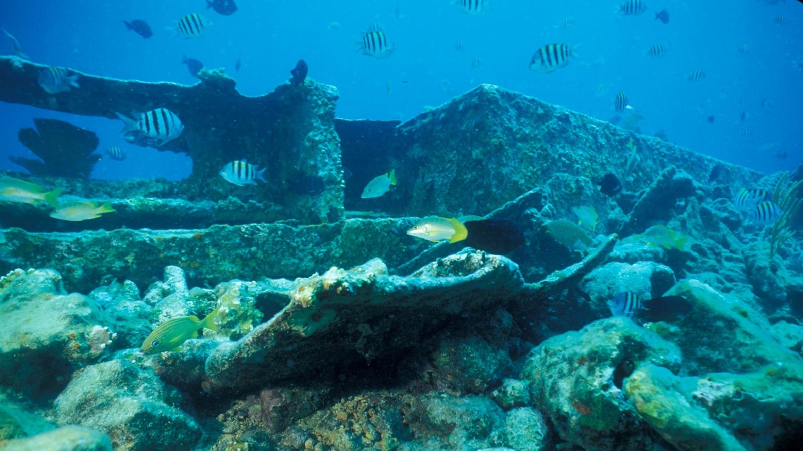 Bones of a shipwreck resting on the ocean floor with tropical fish swimming over