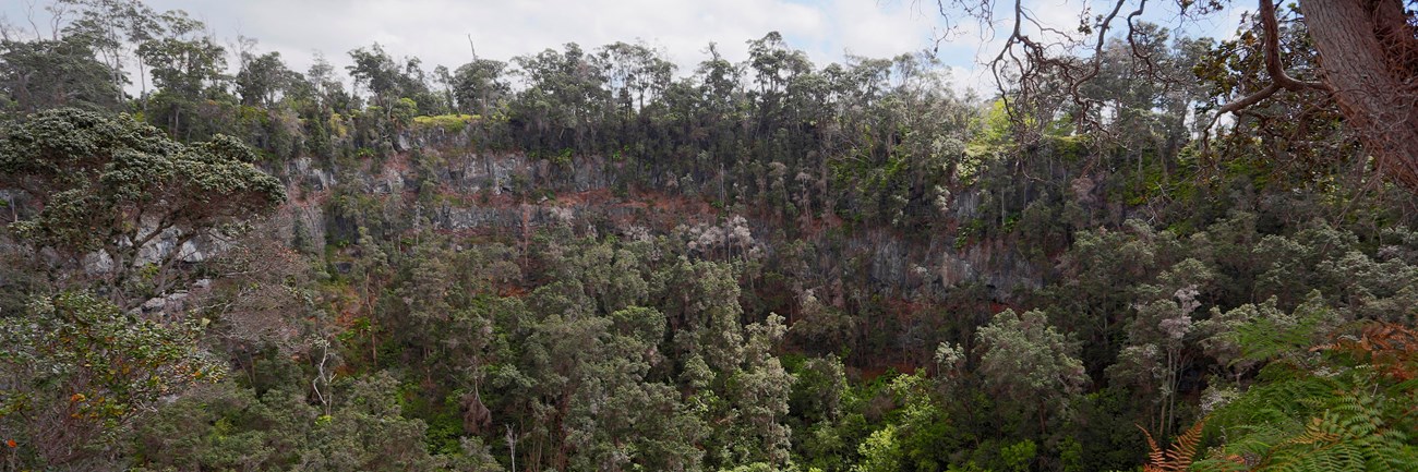 Forested pit crater surrounded by ferns