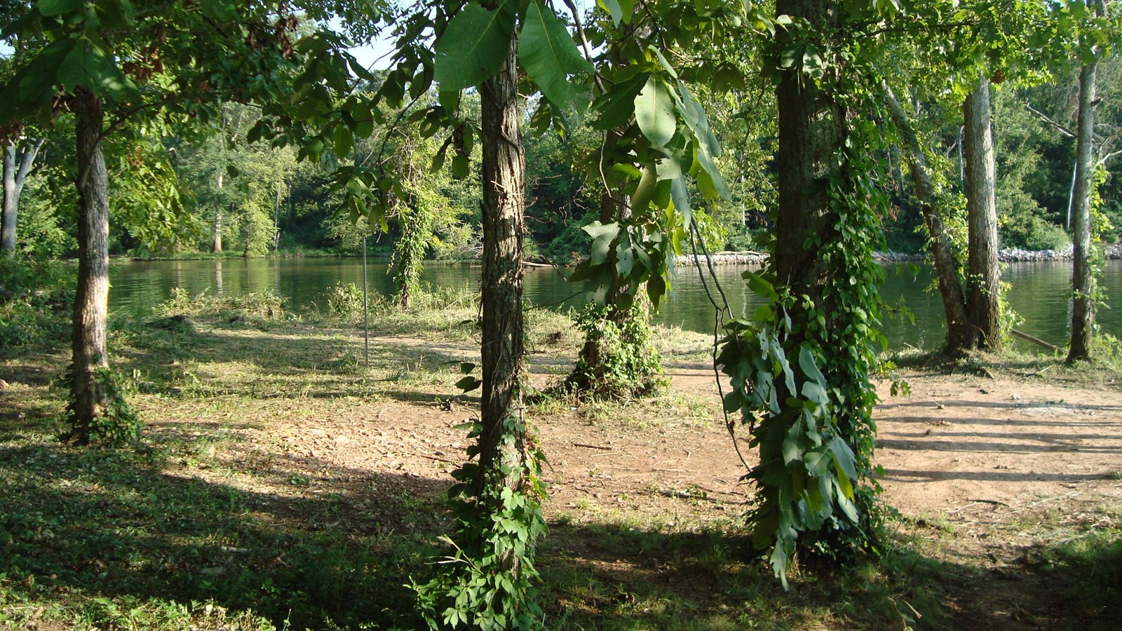 The view through ivy covered trees, on a grassy area next to a still river.