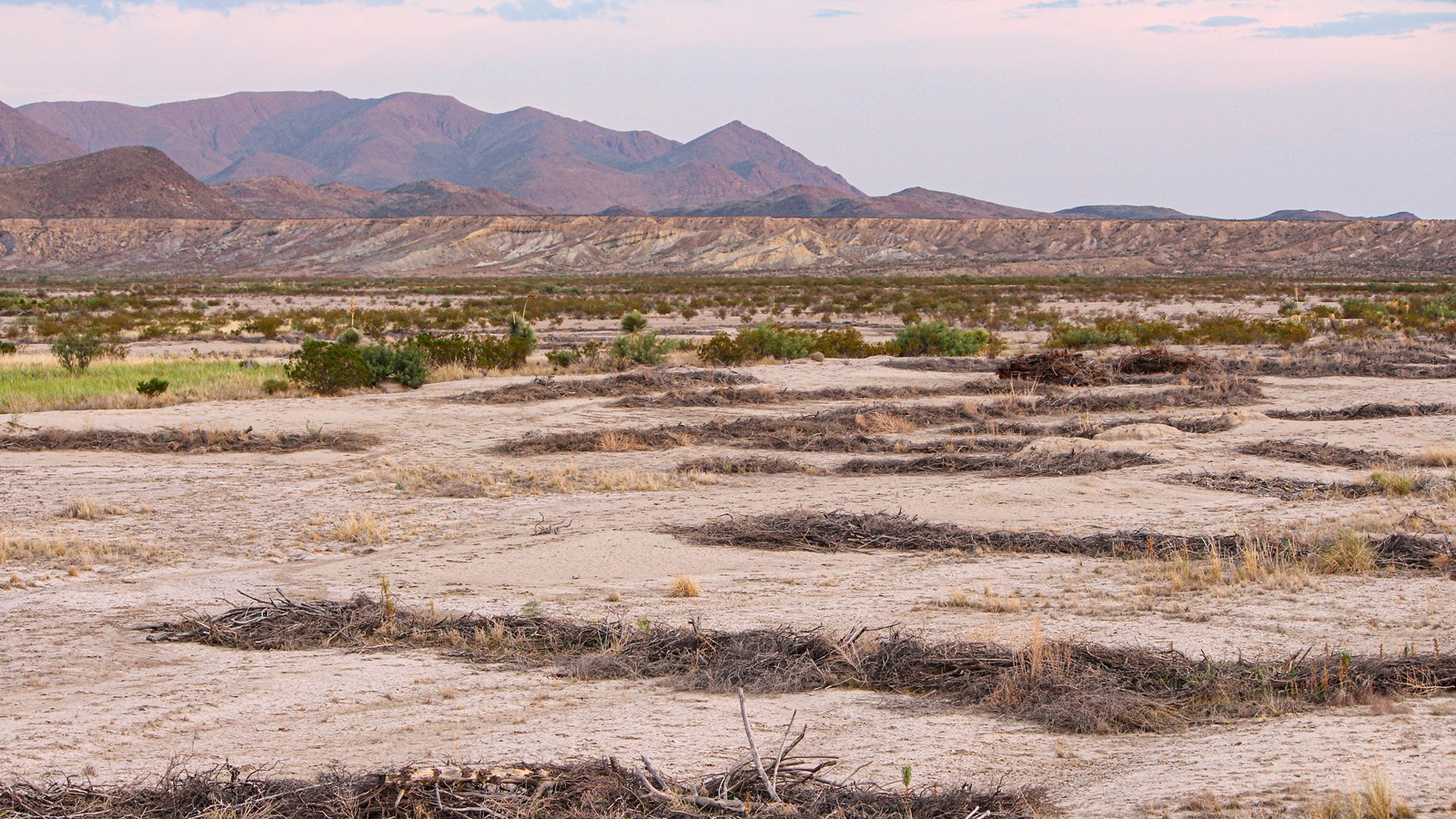 Lines of dead vegetation are laid out on the bare desert soil, in hopes of catching runoff from rain