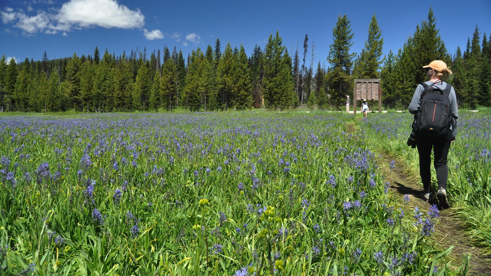 Open meadow full of plants with blue flowers on the tops of tall, green stems. Evergreen trees in th