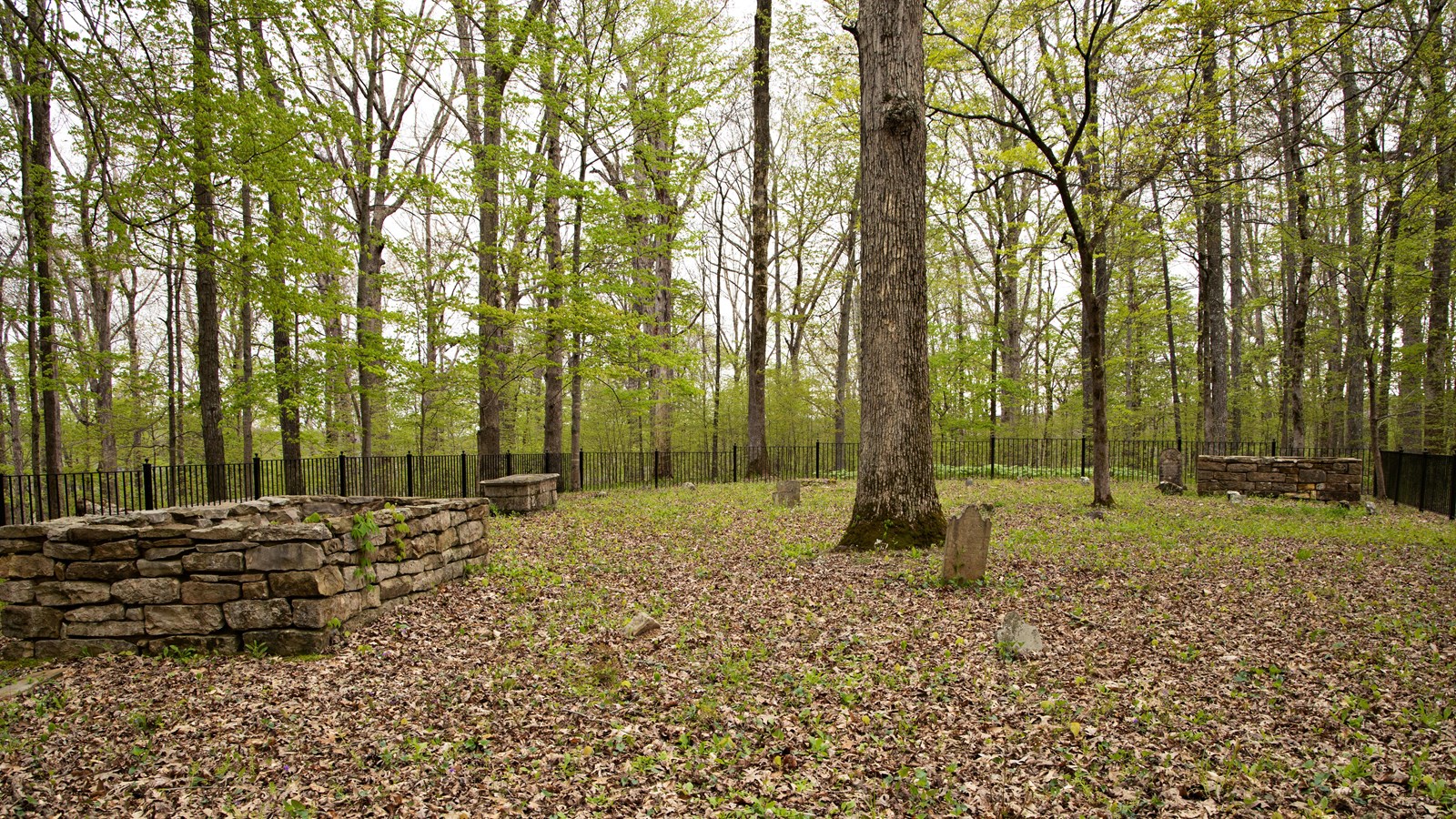 Headstones and grave markers sit in the ground covered with fallen leaves in a forest.