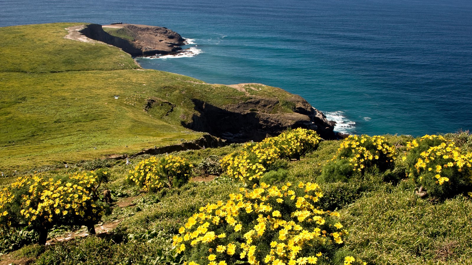 Yellow flowered plant with green leaves on peak with coastline in background. 