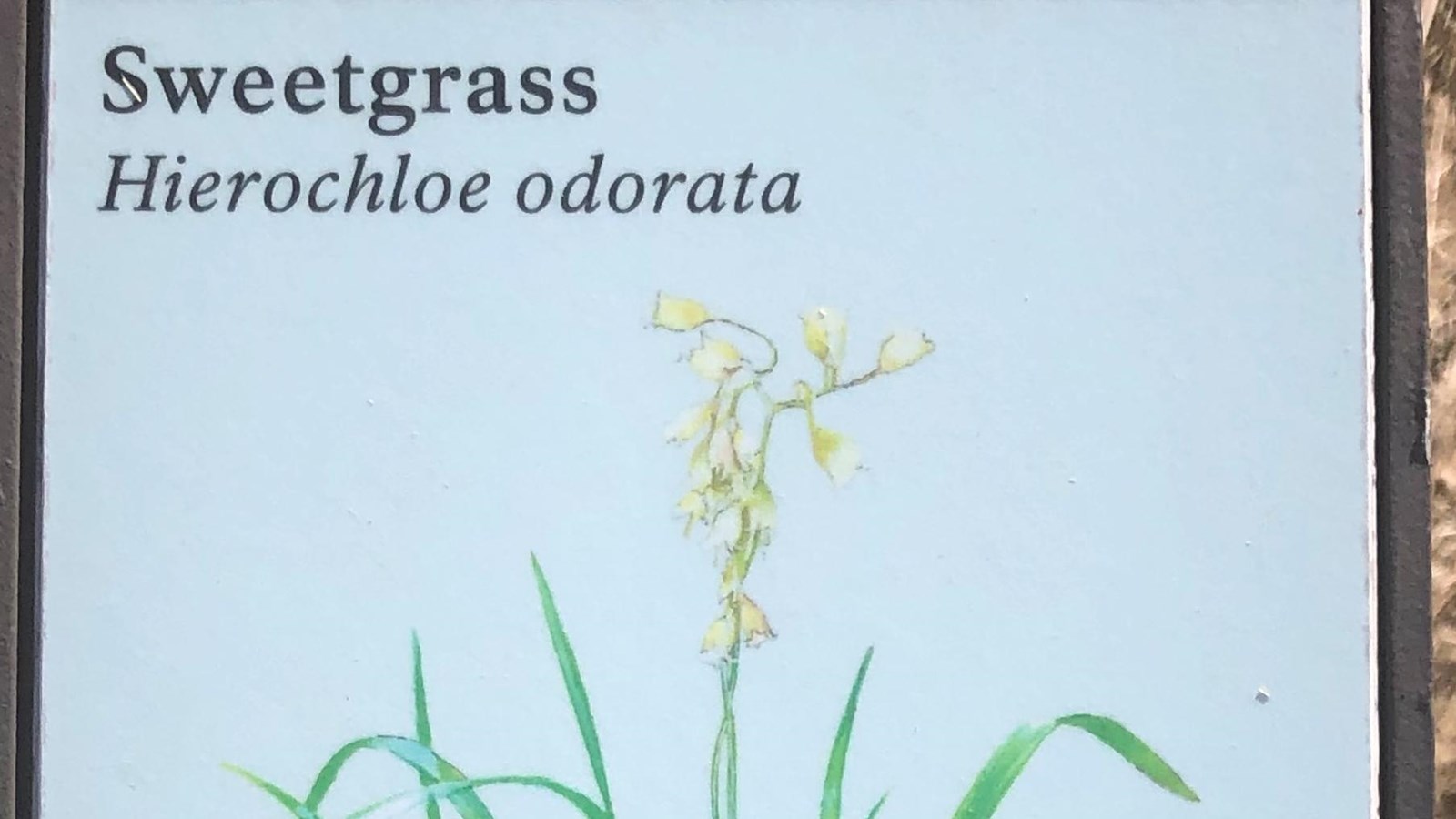 A small sign is placed near some sweetgrass. The sign describes the sweetgrass. 