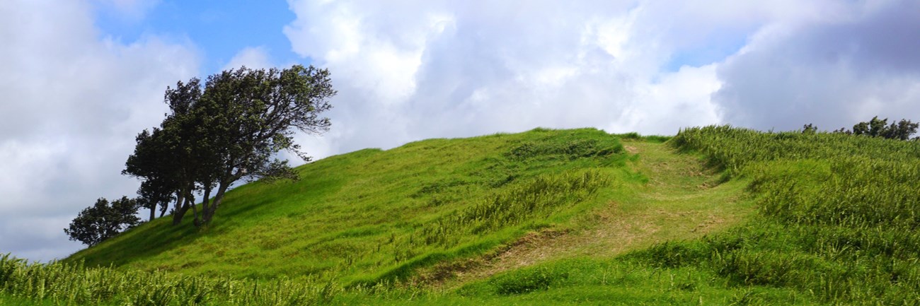 Grass-covered hill with a tree underneath blue sky with puffy white clouds