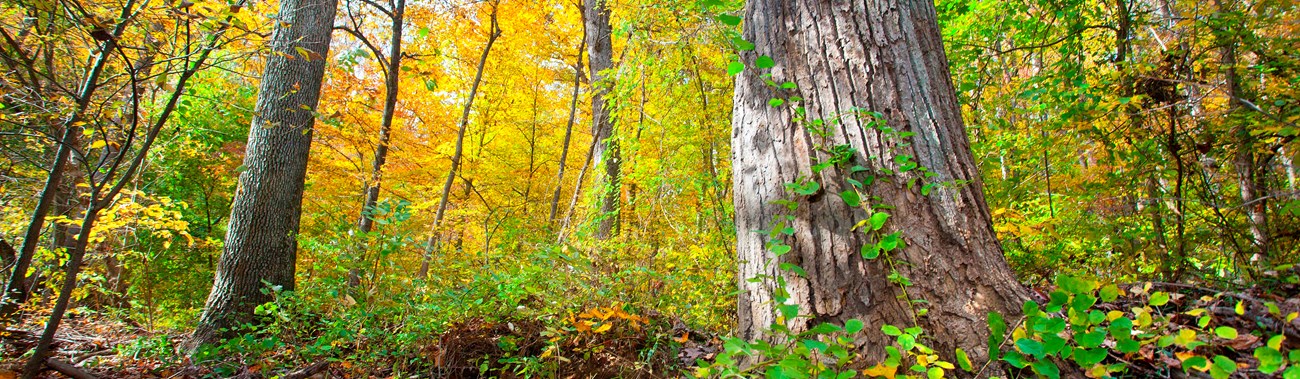 Trees turn colors in Autumn at Rock Creek Park