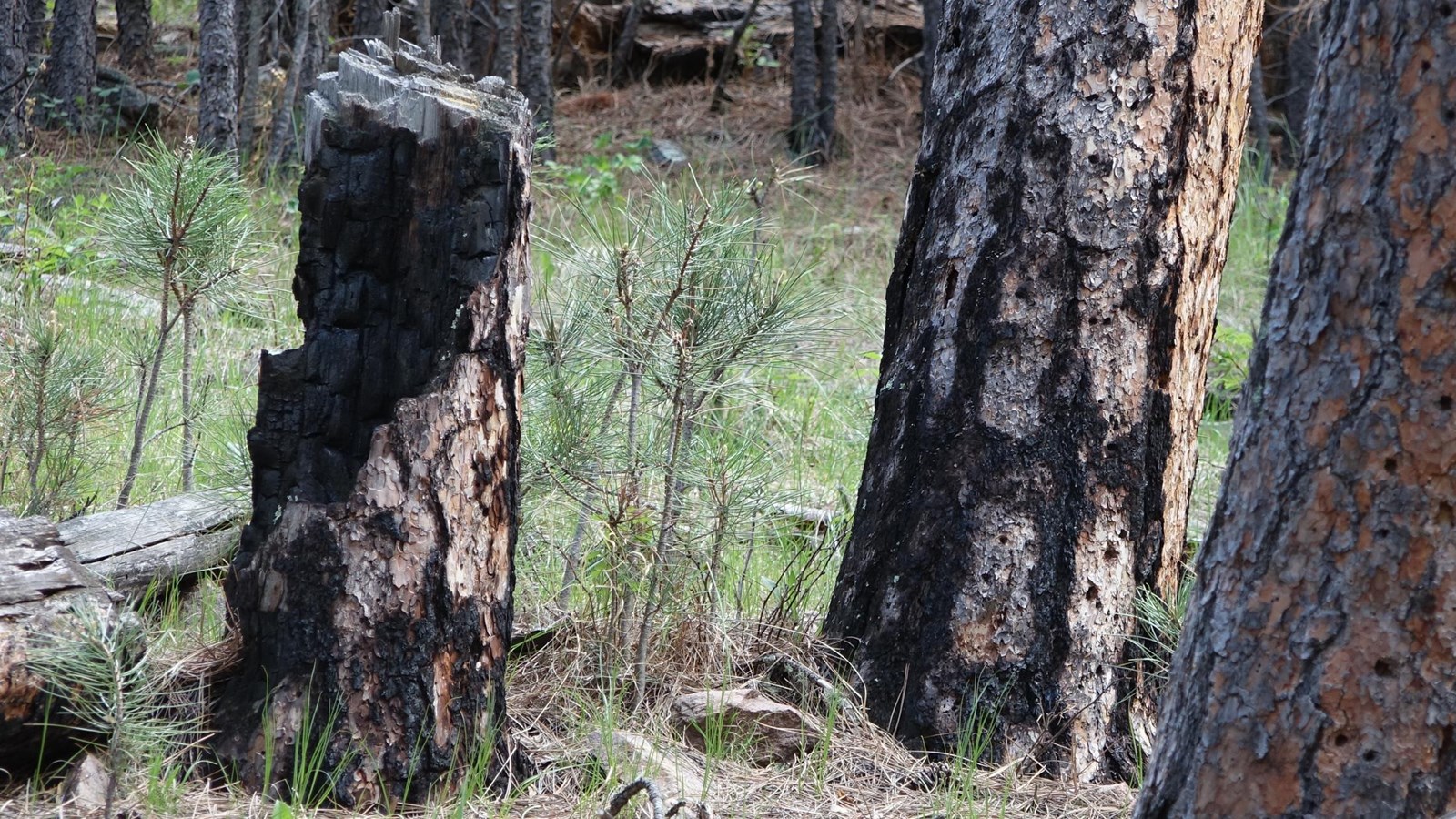 Post # 3 Life and Times of Snags (U.S. National Park Service)