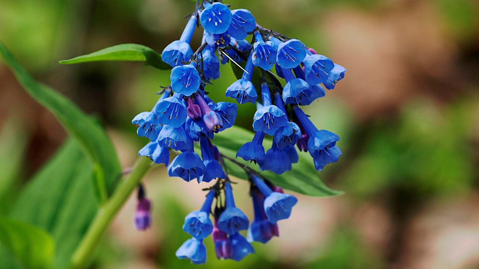 A few dozen small blue and purple bell-shaped flowers descend from the green stem of a Virginia blue