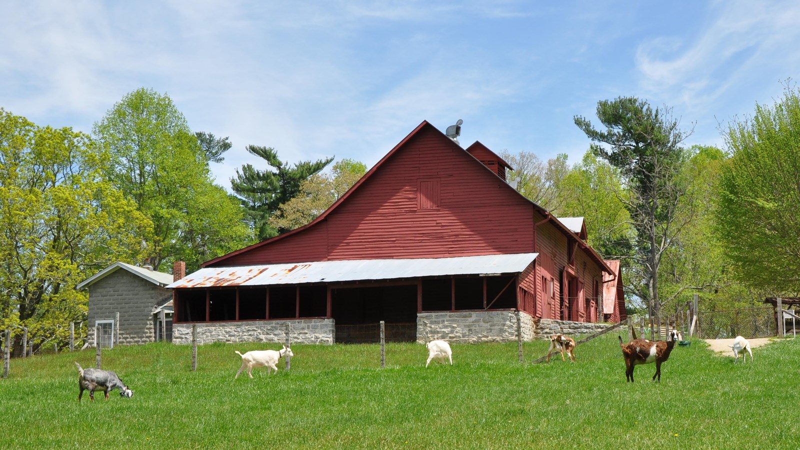 A red barn sits on a hill surrounded by green pastures and grazing goats