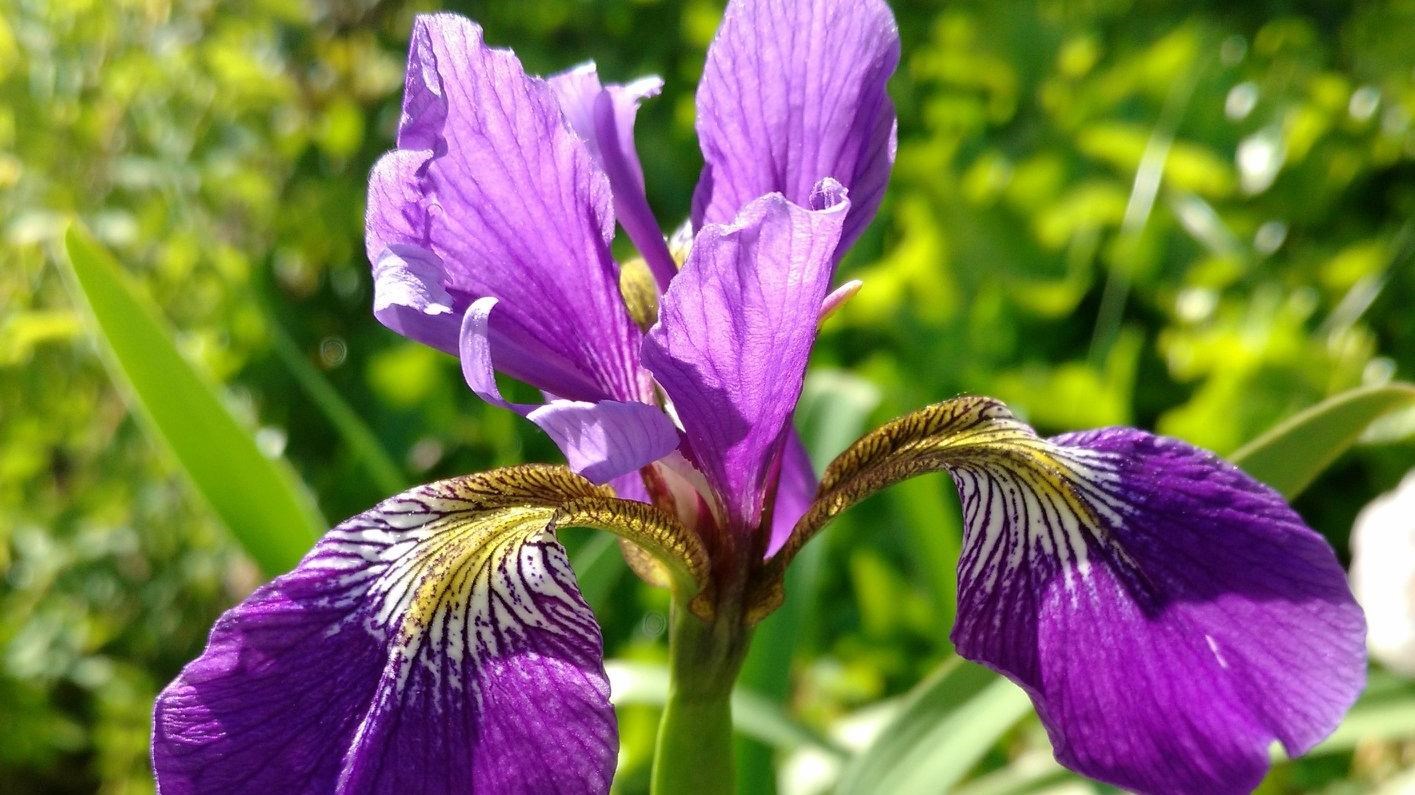 A purple iris among greenery