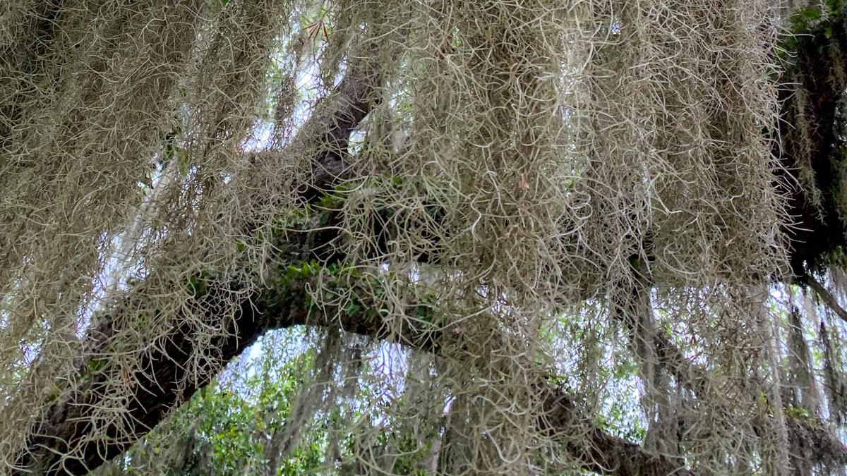 Hide Share Update - Spanish Moss Has Arrived! – Rough & Tumble