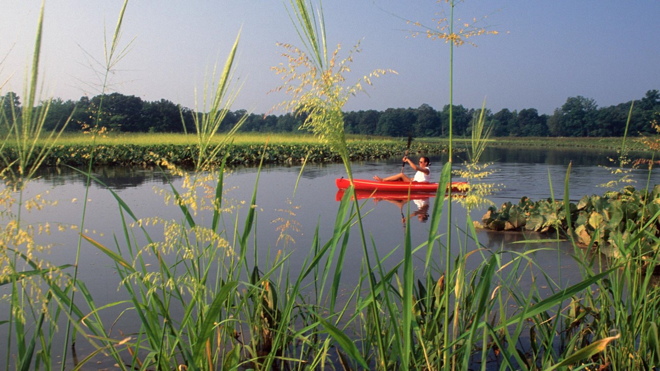 A red kayak in a marsh with grasses in the foreground. 