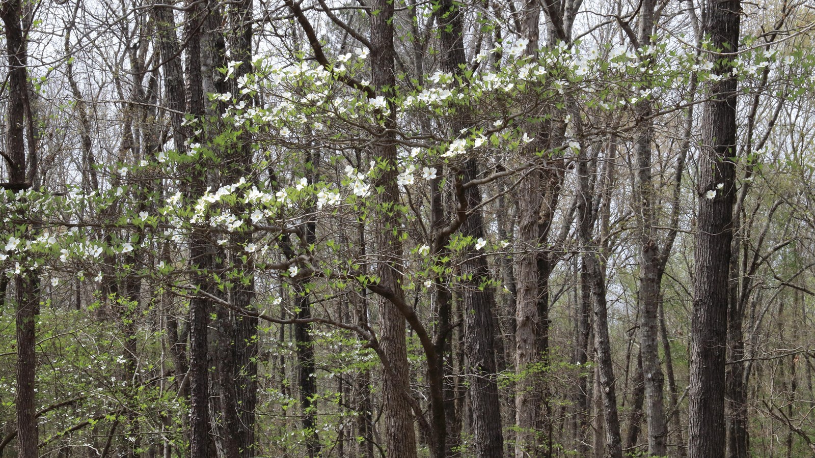 A hardwood forest with white dogwood blooms