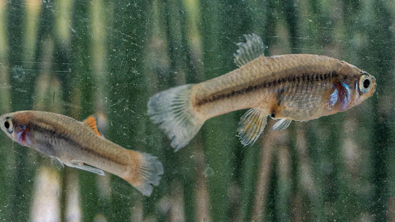 Two tiny fish are pictured in a tank of water with a ruler held below them to give a sense of scale.