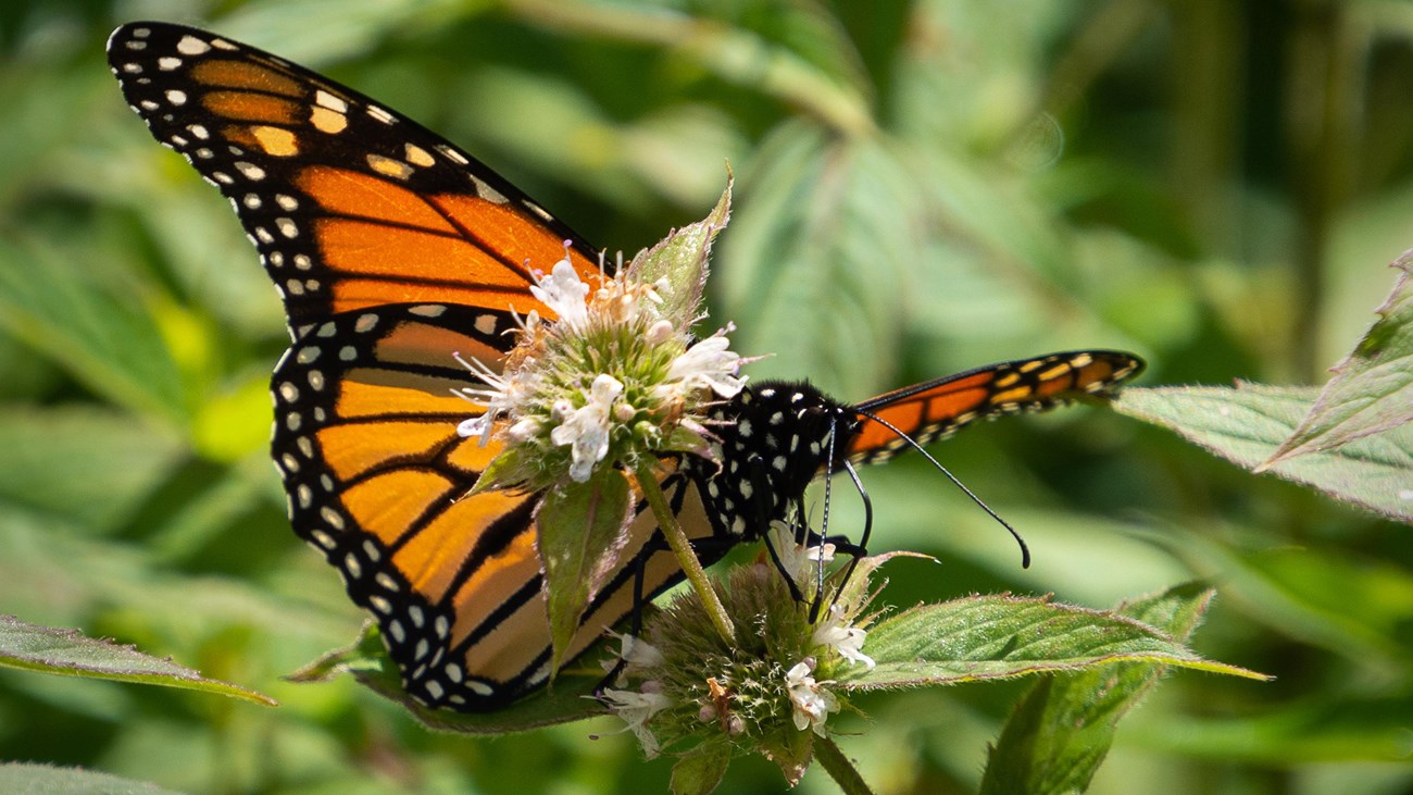An orange and black monarch butterfly drinking nectar from a wildflower