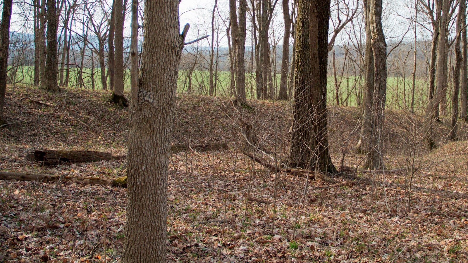 Small trees and leaf-covered ground carpet a low hill with flat green areas in the background