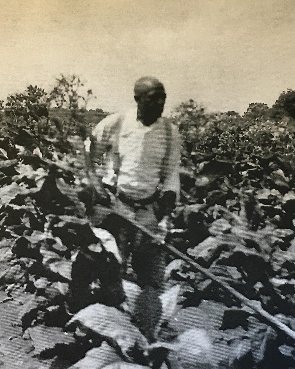 Annanias Johnson working in a tobacco field