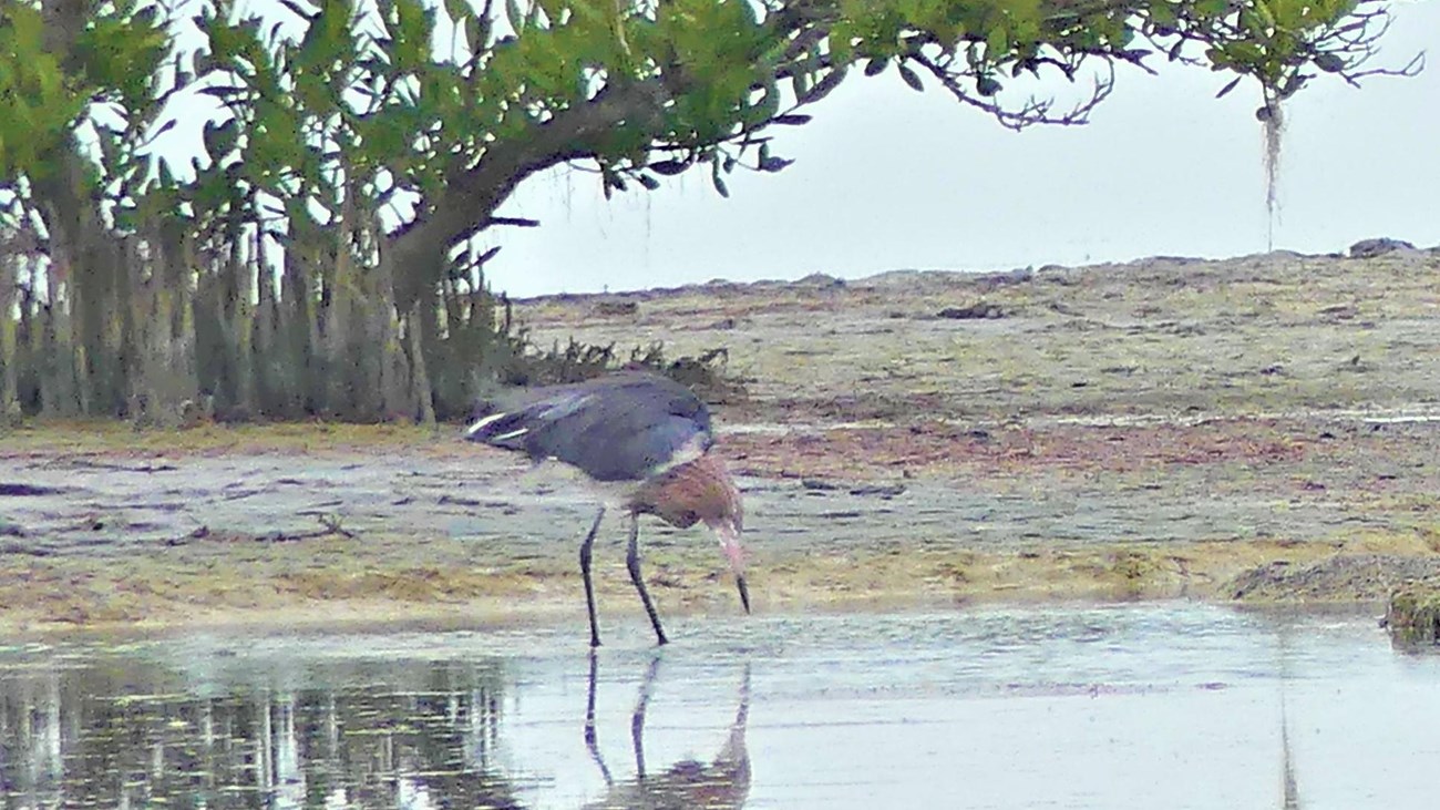 A gray and red bird looks for food at the water’s edge, with trees in the background