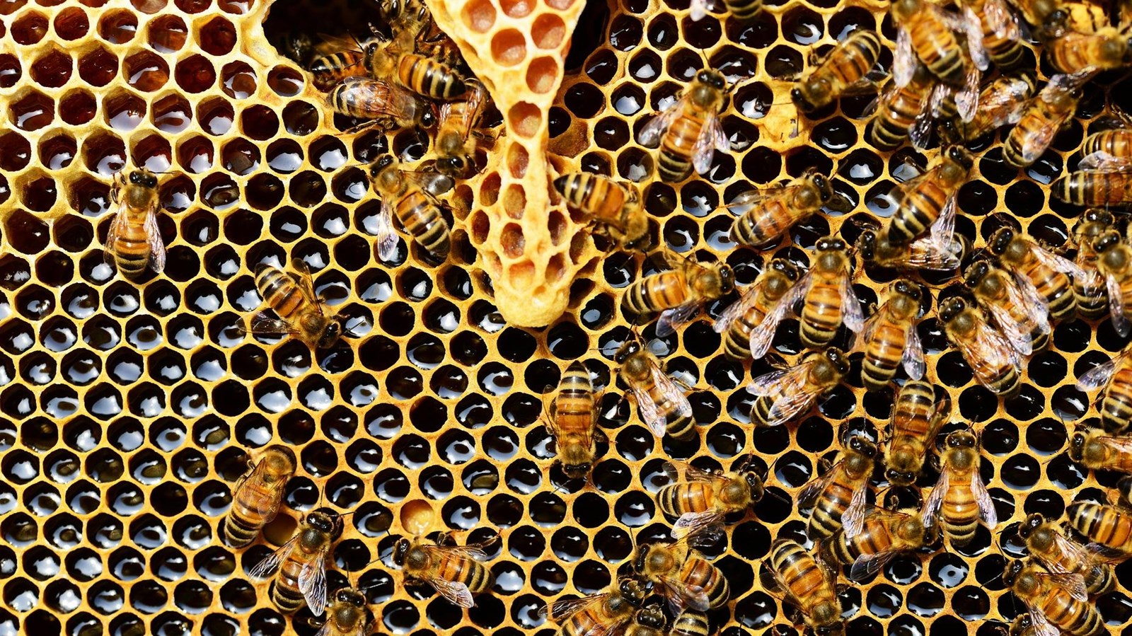 Color photograph of a group of bees swarming on a honeycomb