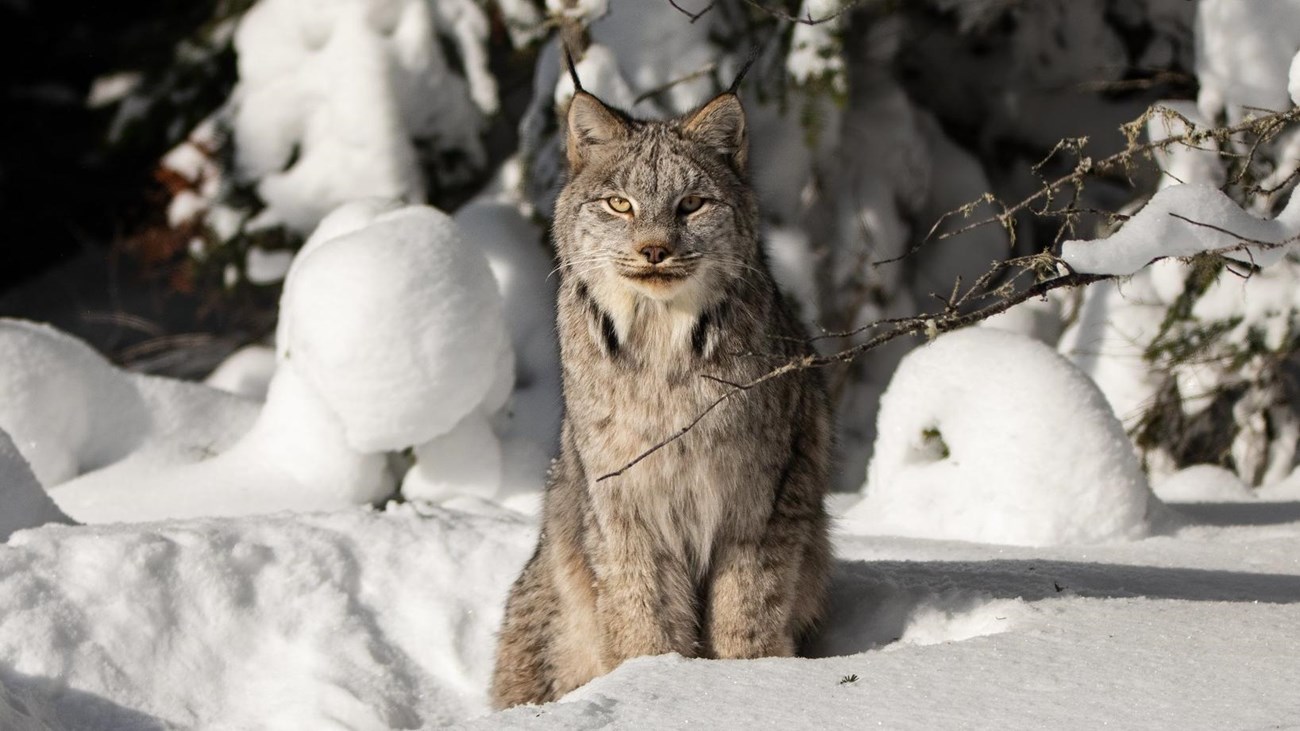 A large gray cat sits in the snow staring at the camera. 