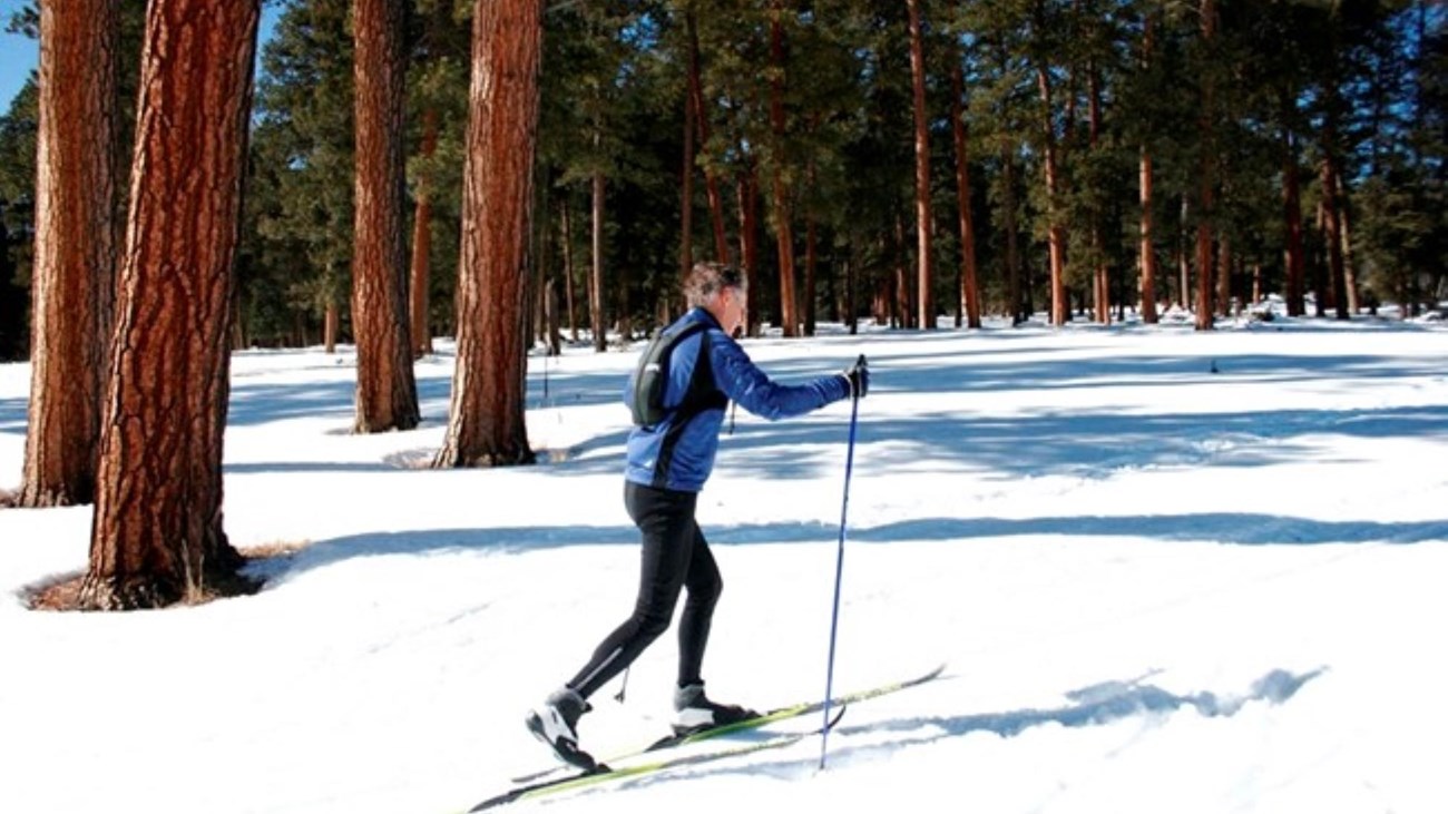 A man on cross country skis, moving through a snowy pine forest.