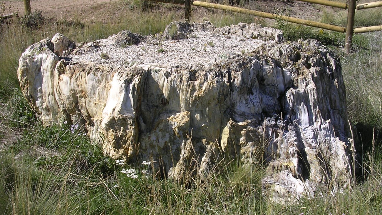 large, white, petrified tree stump, about 10 feet wide, sticking out in a grassy field 