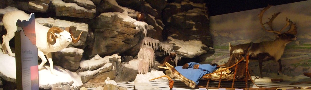 A sample of exhibits at the Northwest Arctic Heritage Center including Dall Sheep and caribou.