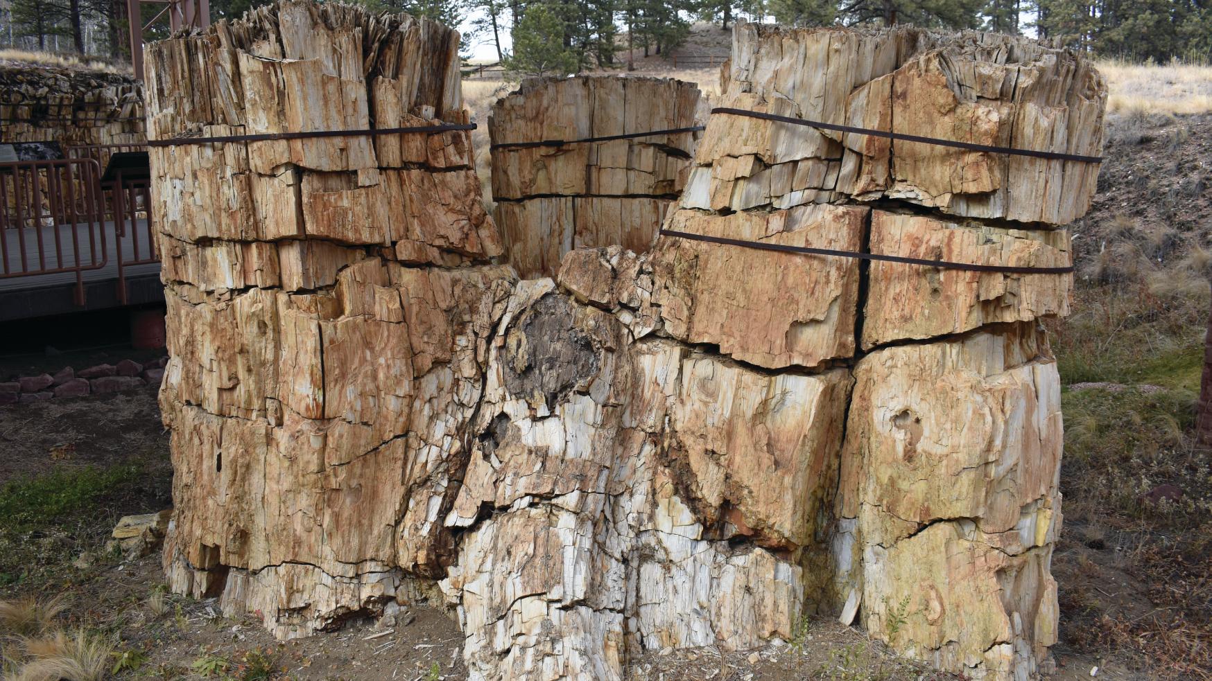 Ancient Clones (U.S. National Park Service)