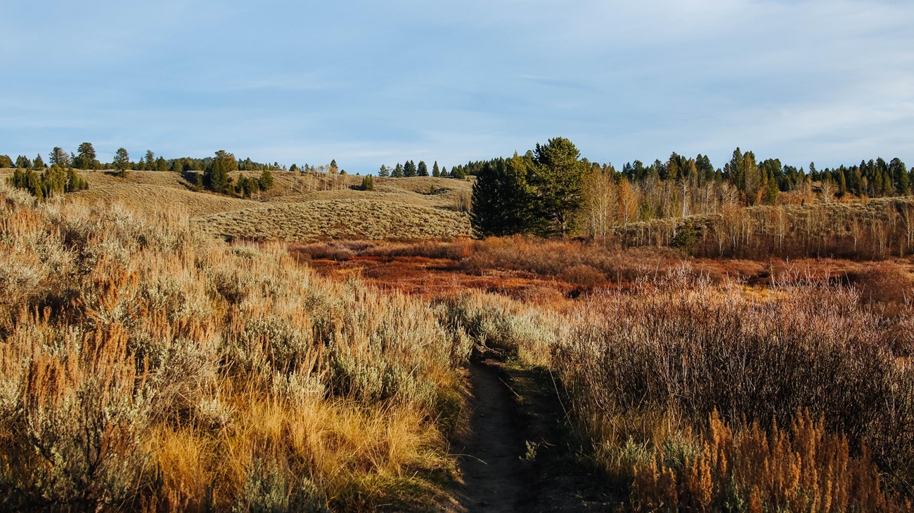 A trail travels through a marsh area.