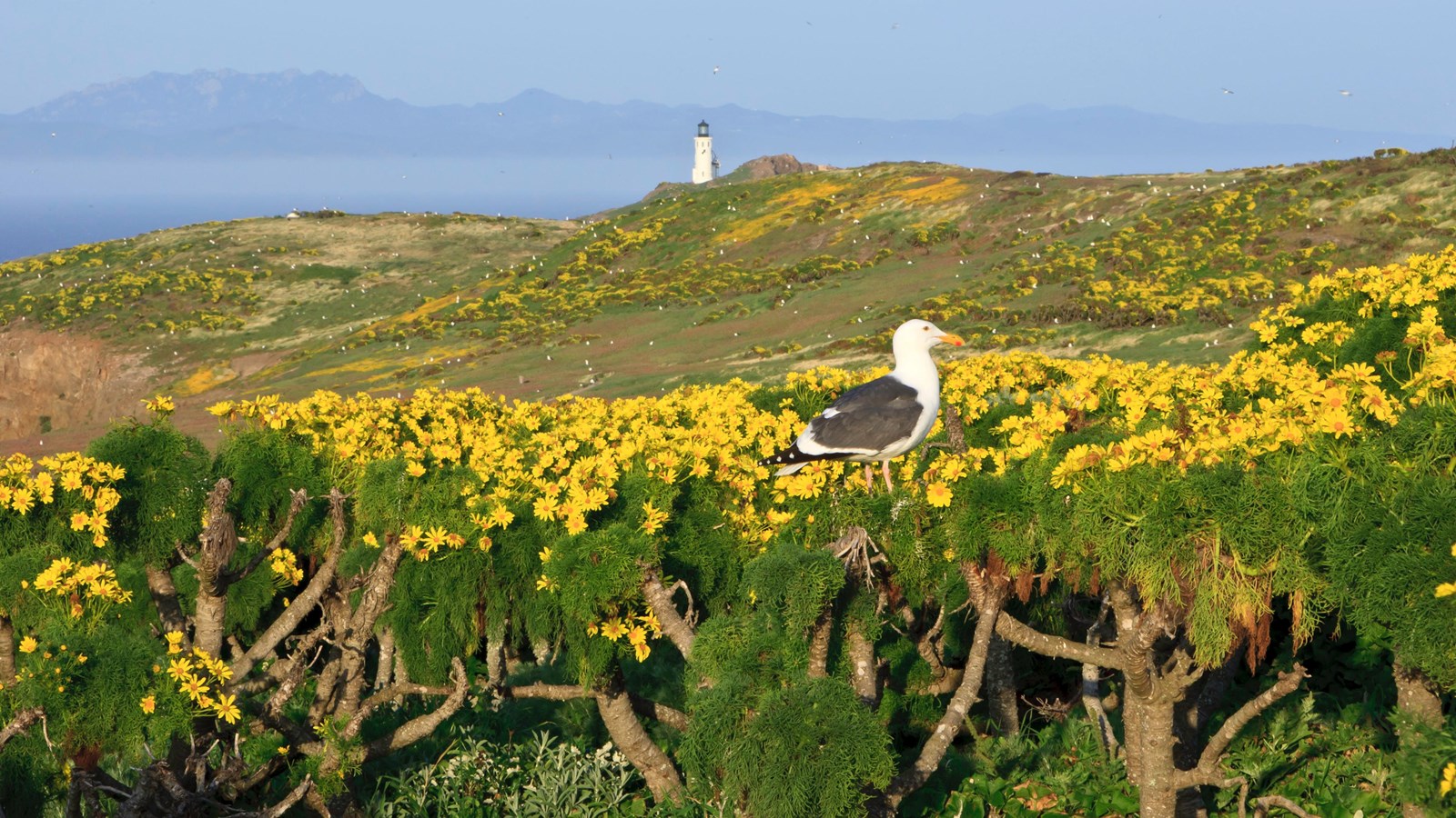 Seagull standing on plant with green leaves and yellow flowers.