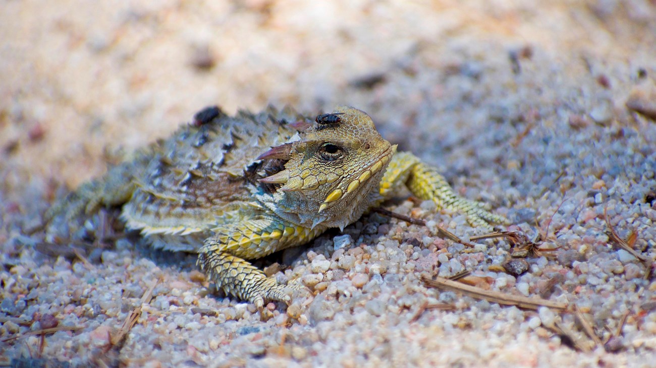 Blainville\'s Horned Lizard resting on a sandy surface