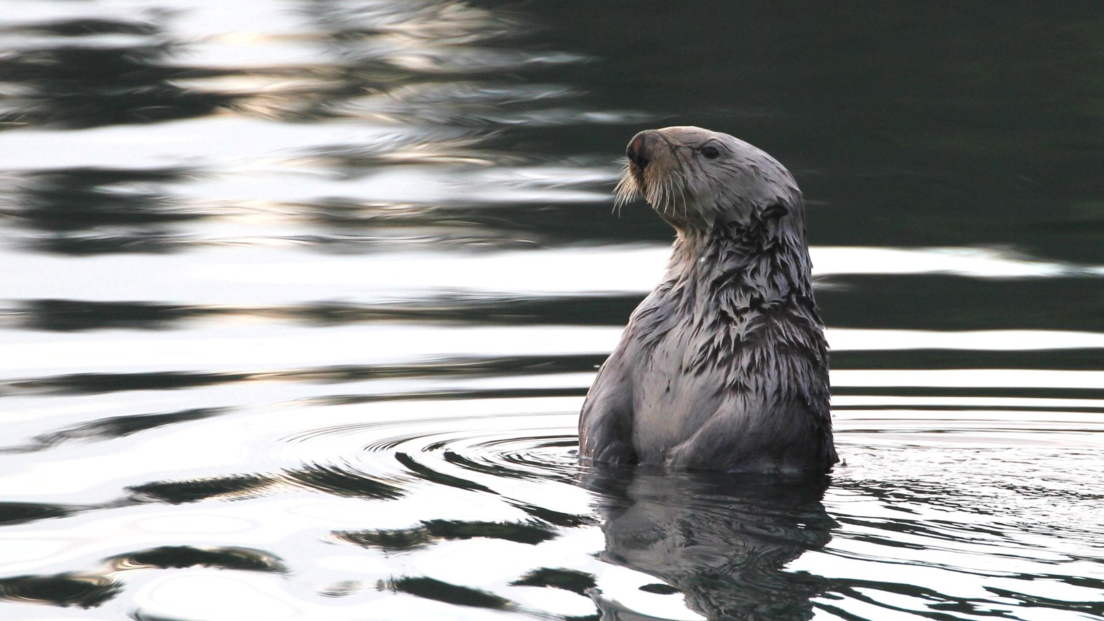 Sea Otter - Hugh Miller Inlet (U.S. National Park Service)