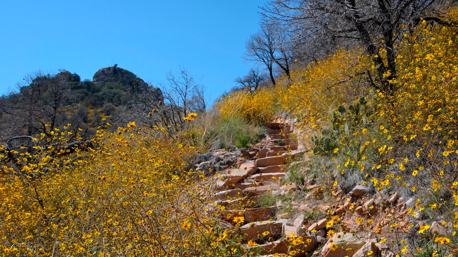 A trail composed of rock steps climbs the side of a hill covered in yellow flowers.