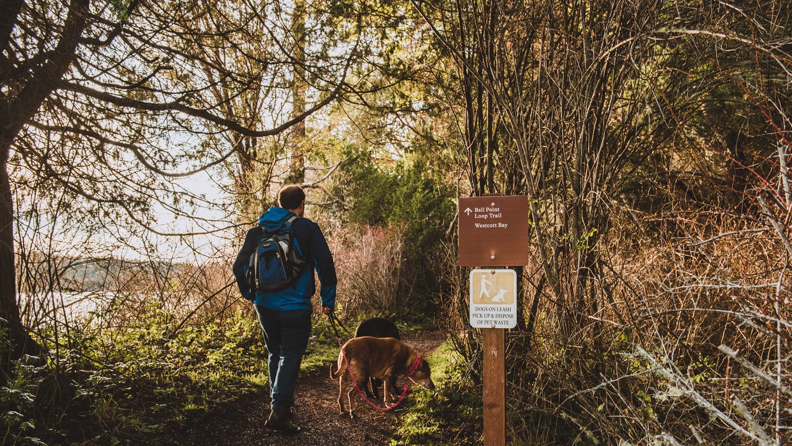 Color photo of a man seen from behind walking two dogs on a lushly forested trail