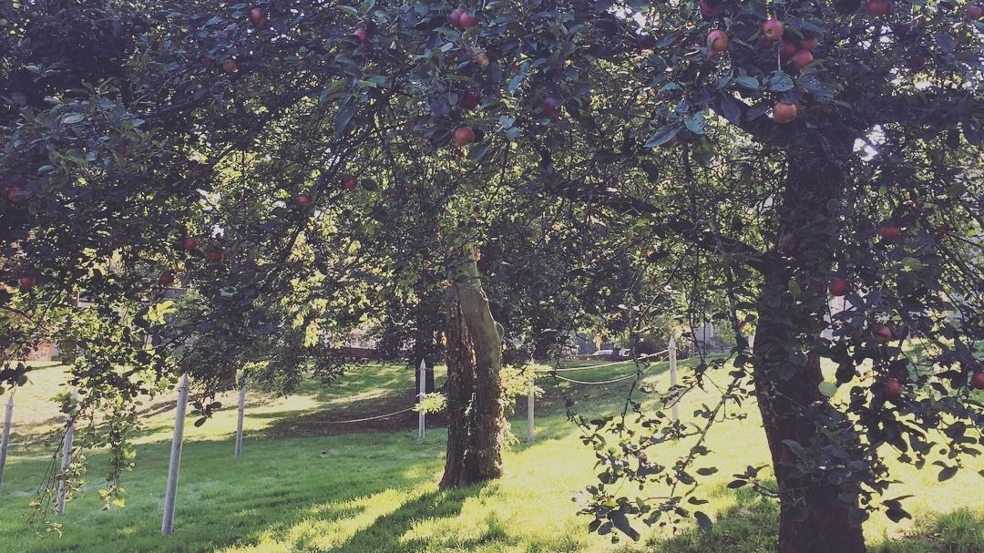 The Adams apple trees in bloom facing the Drying Yard