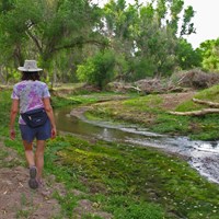 A hiker walks on a trail next to a narrow river, cottonwood trees in the distance