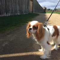 Dog on a leash in front of Fort Vancouver