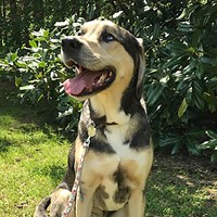 Be a B.A.R.K. Ranger - Pets (U.S. National Park Service)