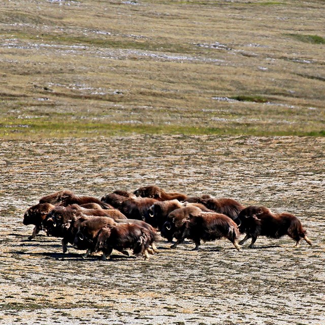 A herd of muskox galloping on the tundra.