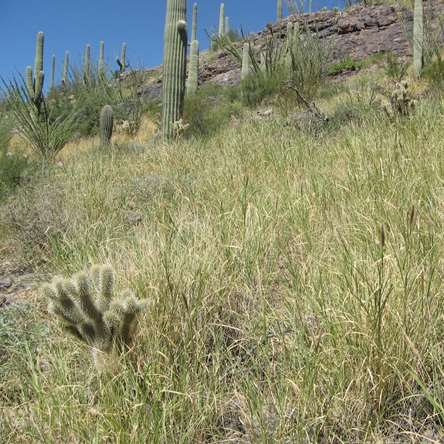 Bufflegrass spreading across desert landscape
