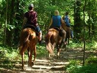 Three women riding three brown horses. Riders are traveling away from the viewer through the woods.