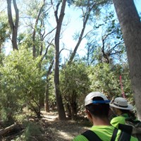 forested trail with hikers in foreground