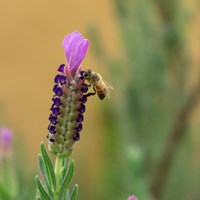 bee on purple flower in front of yellow wall