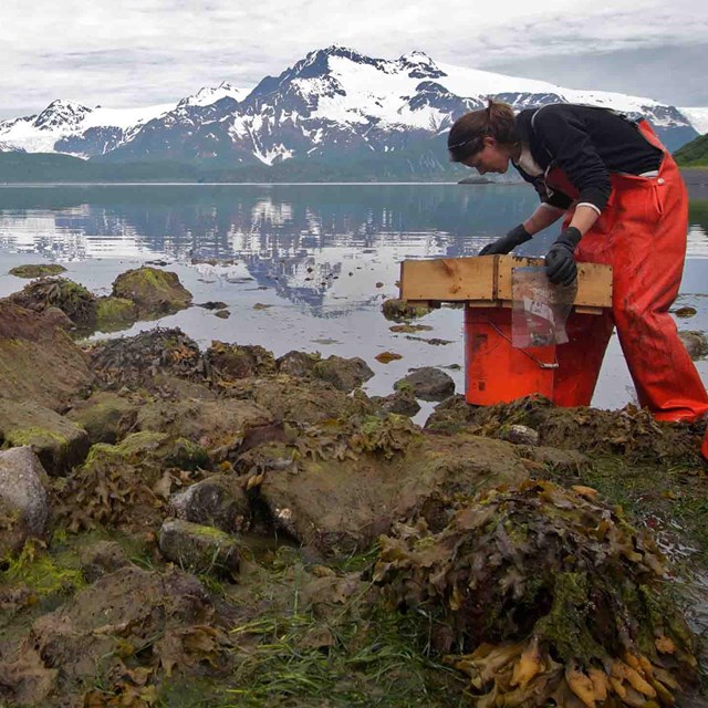 A researcher sifts through intertidal zone substrate to collect data on species found there.
