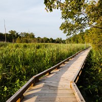 A walkway boardwalk above a green, grassy marsh area. 