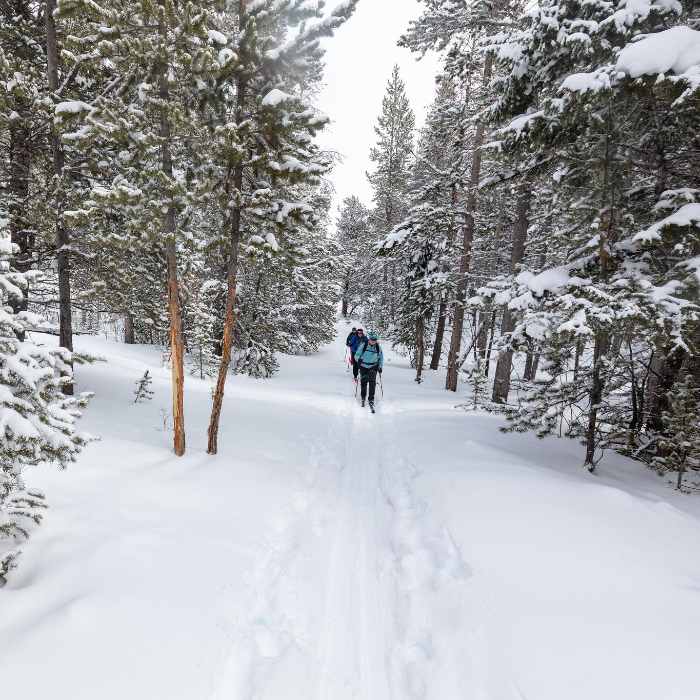 Skiers follow a straight trail through a snowy forest.
