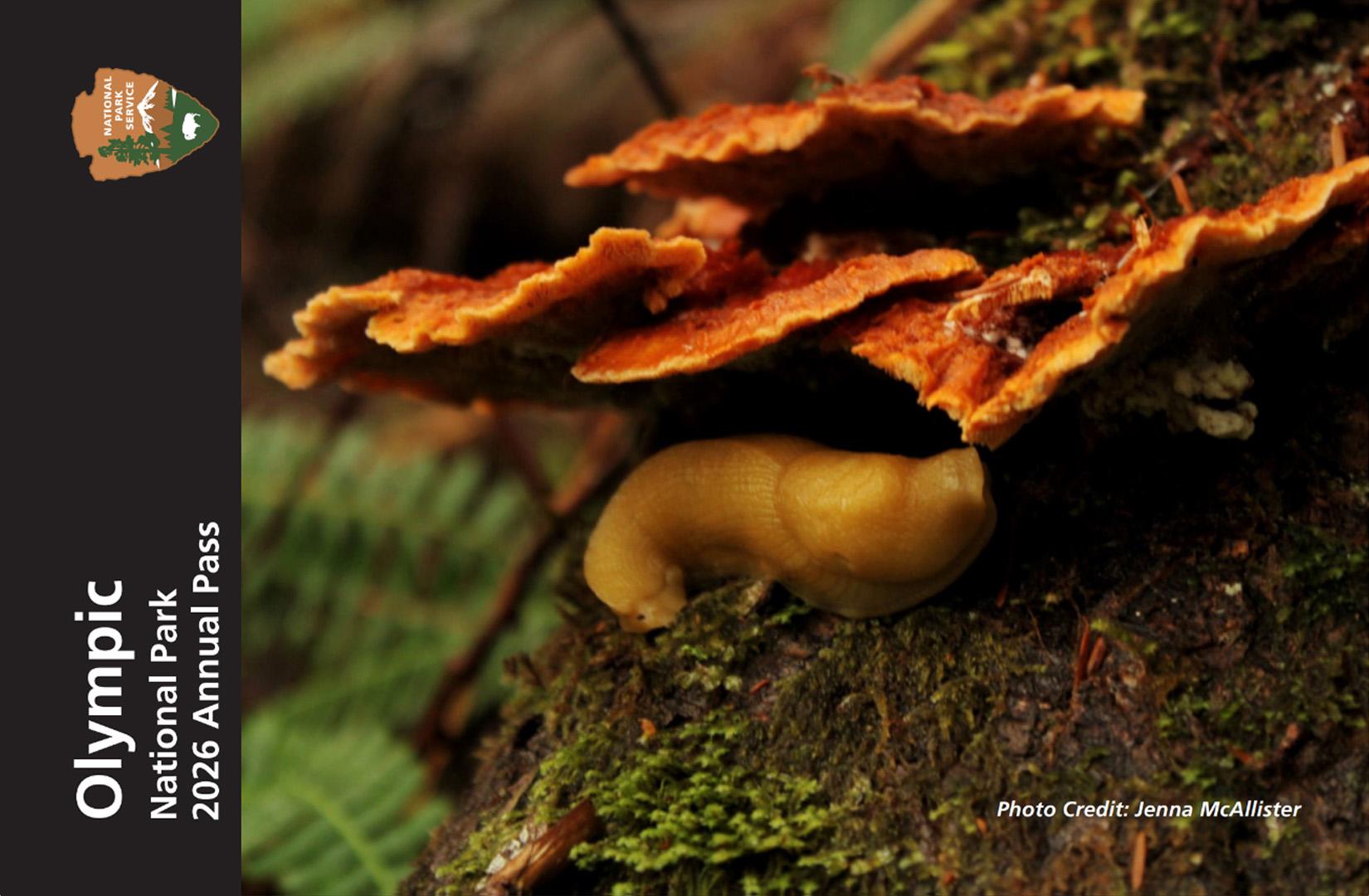 Annual Entrance - Park