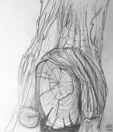 A graphite pencil sketch of a tree bole