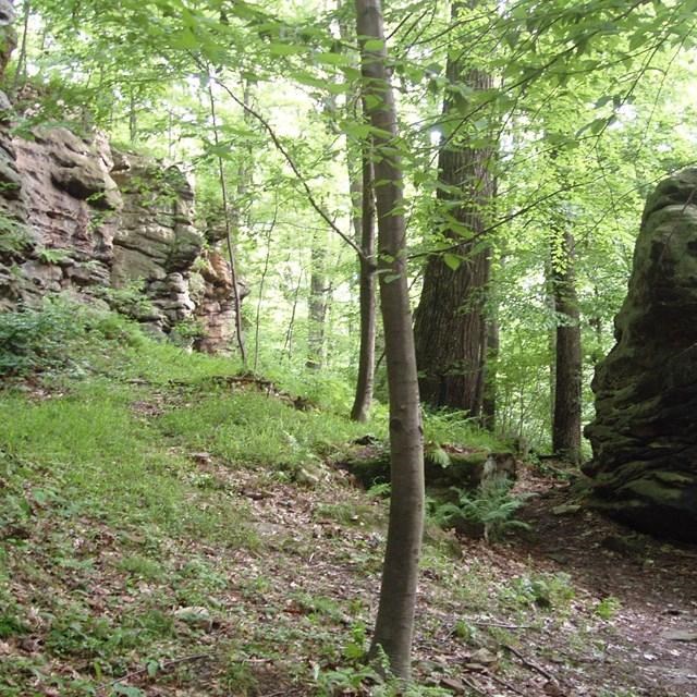 Green lush forest with rocks surrounding it